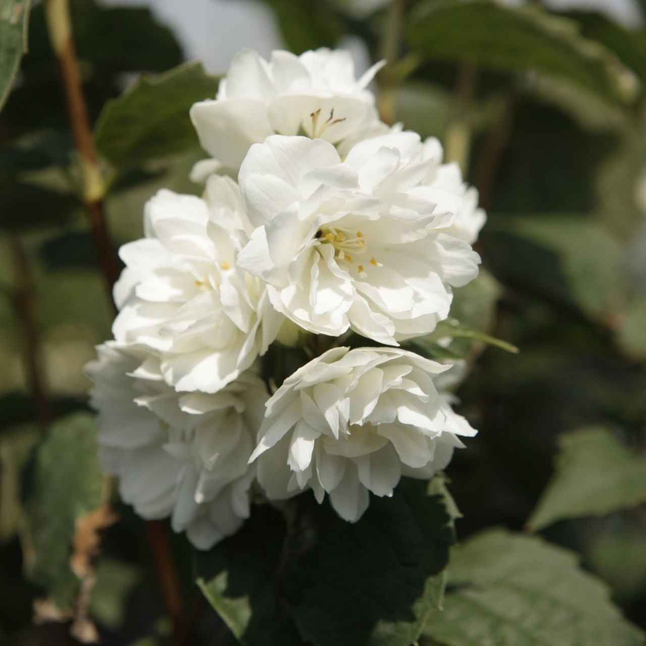 Philadelphus