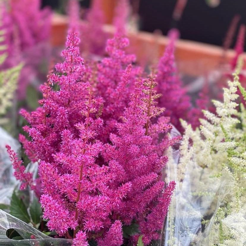 Astilbe