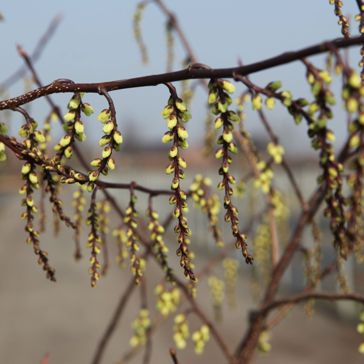 Stachyurus