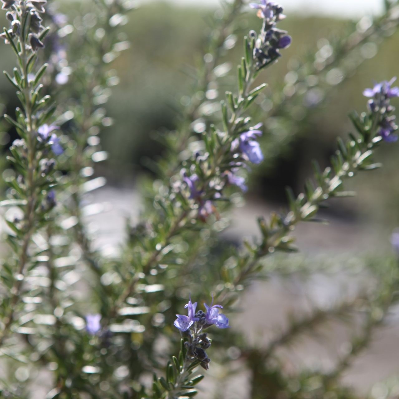 Rosemary