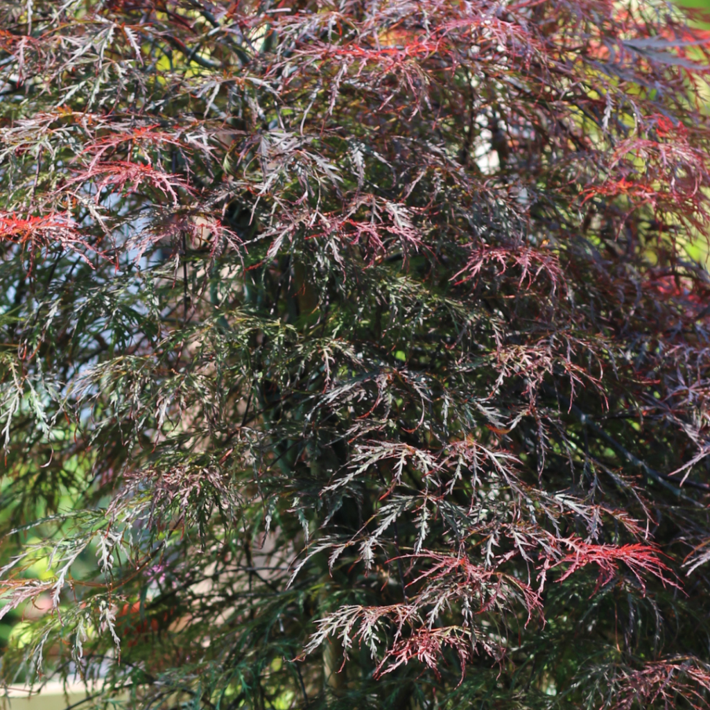 Acer - Japanese Maples