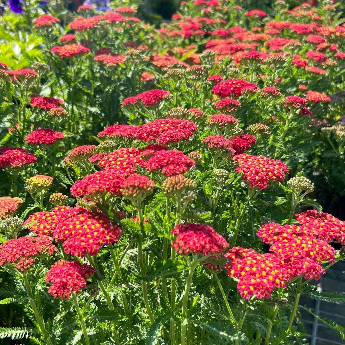 Achillea