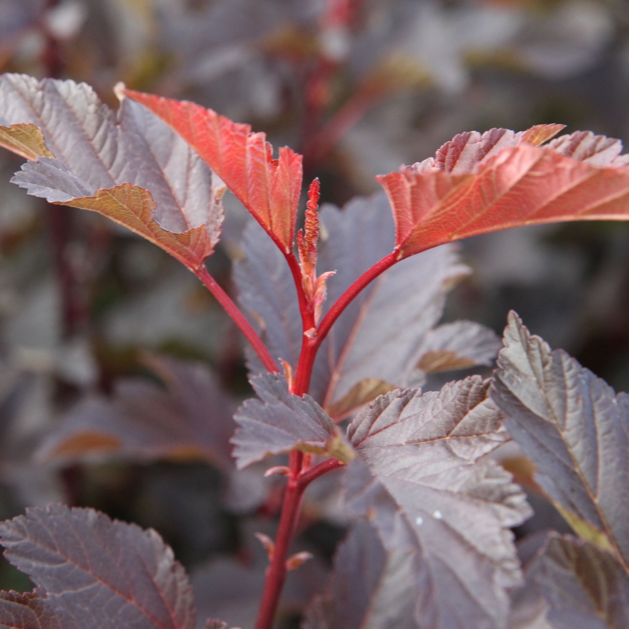 Physocarpus