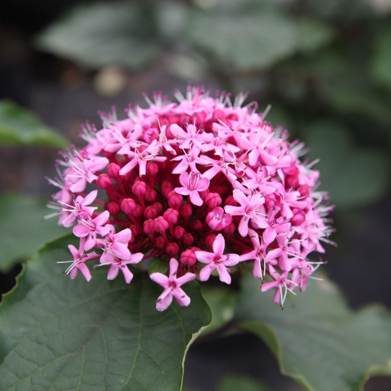 Clerodendrum