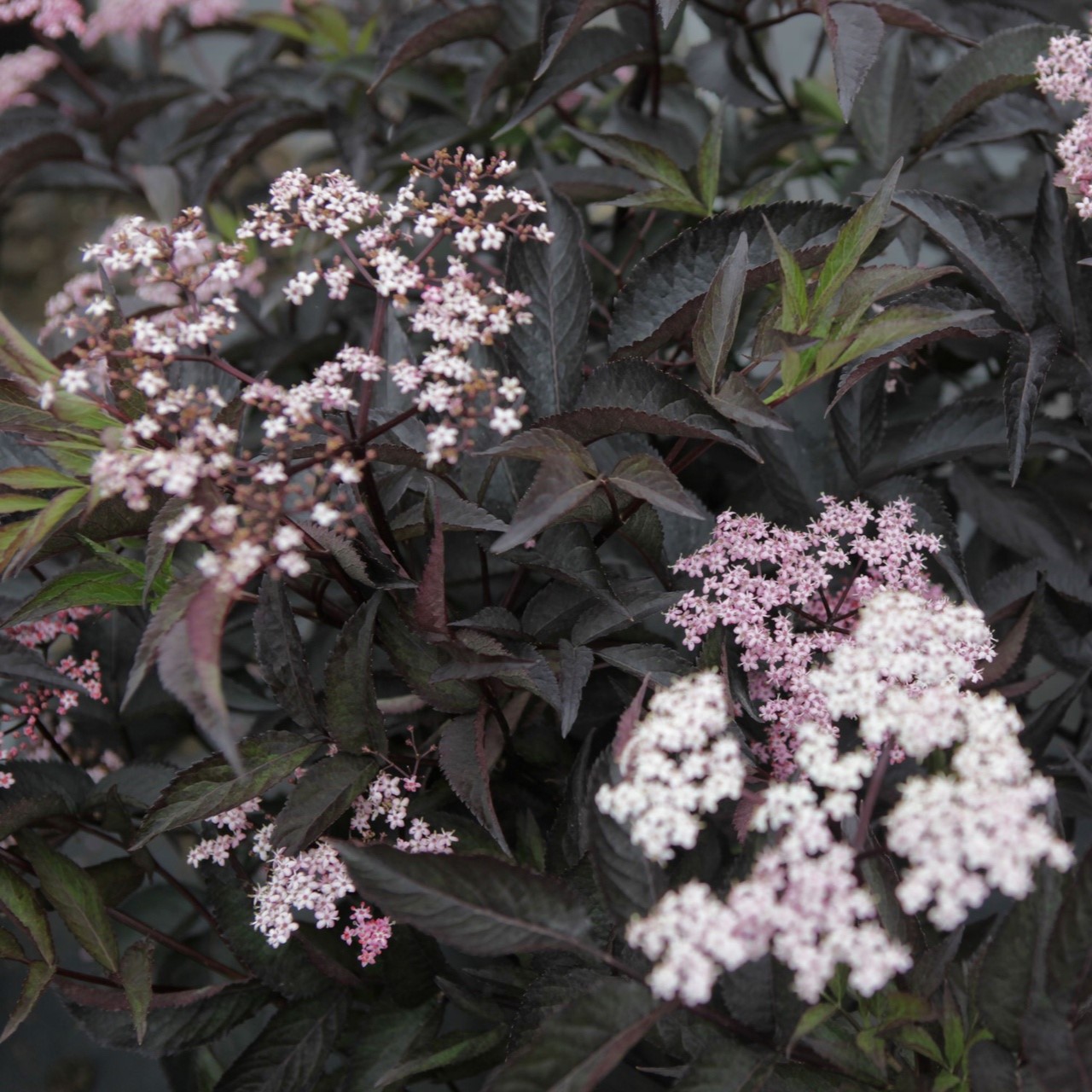 Sambucus