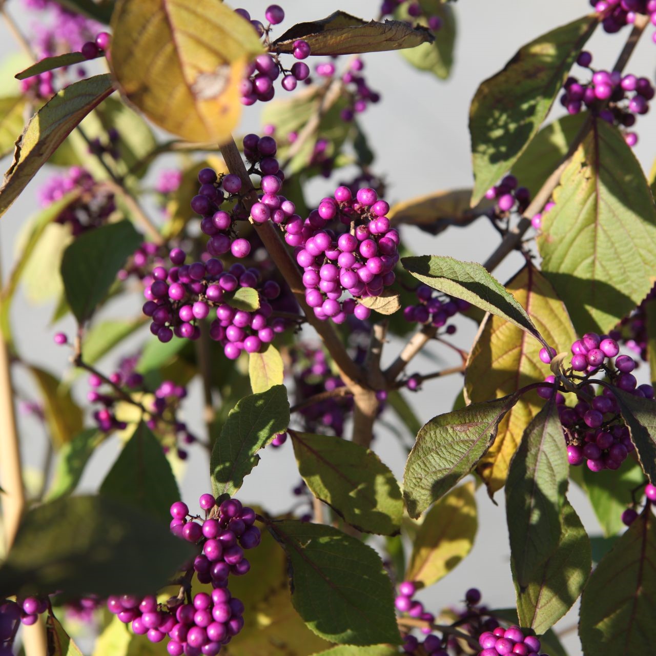 Callicarpa