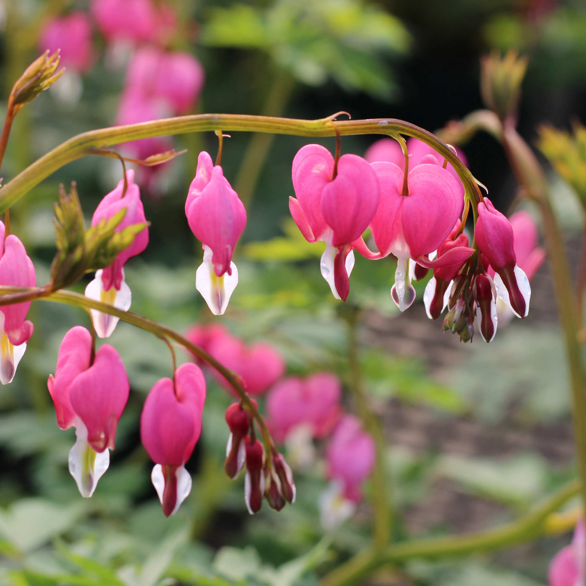 Dicentra (Bleeding Heart)