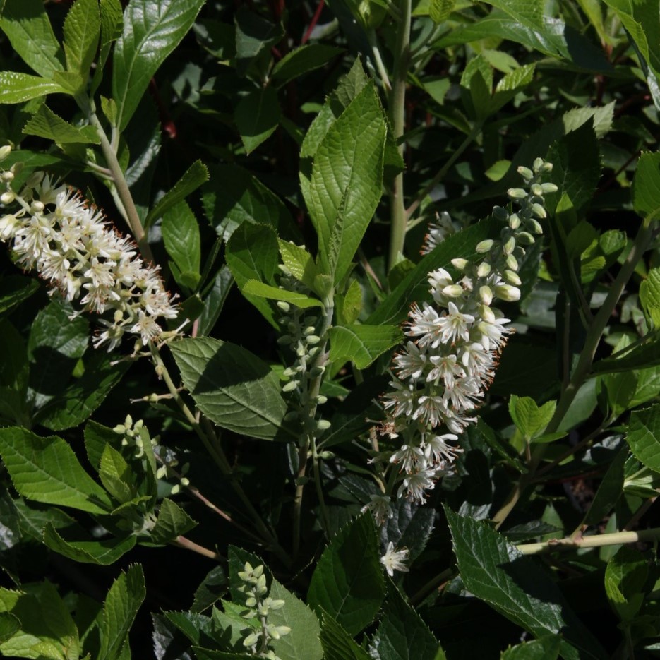 Clethra