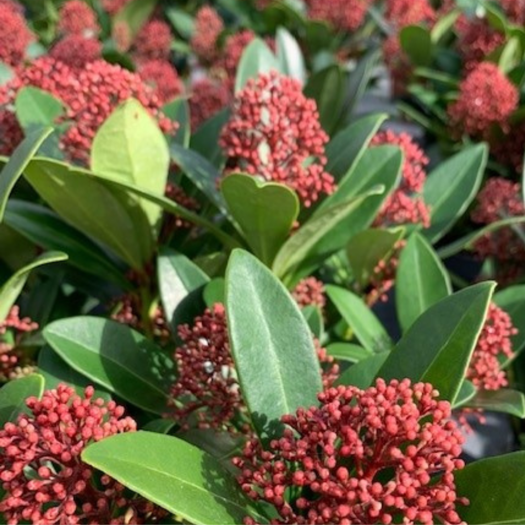 Skimmia