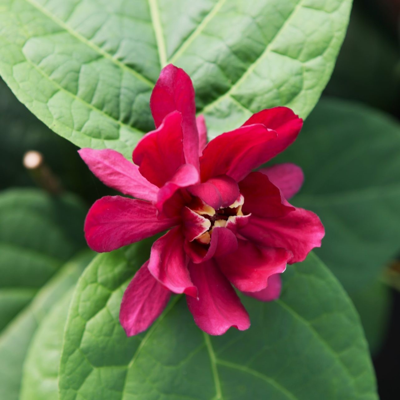 Calycanthus