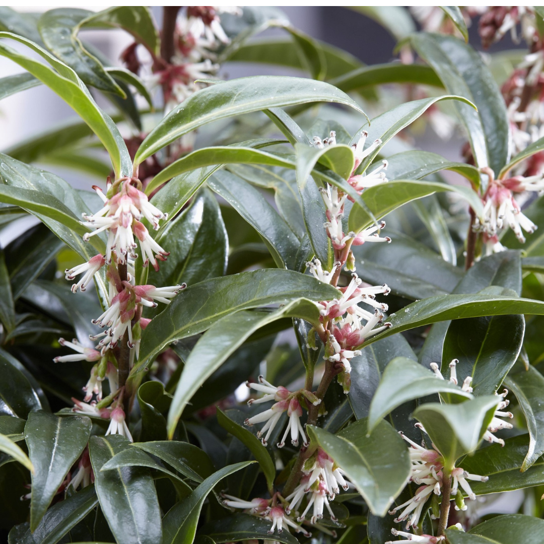 Sarcococca