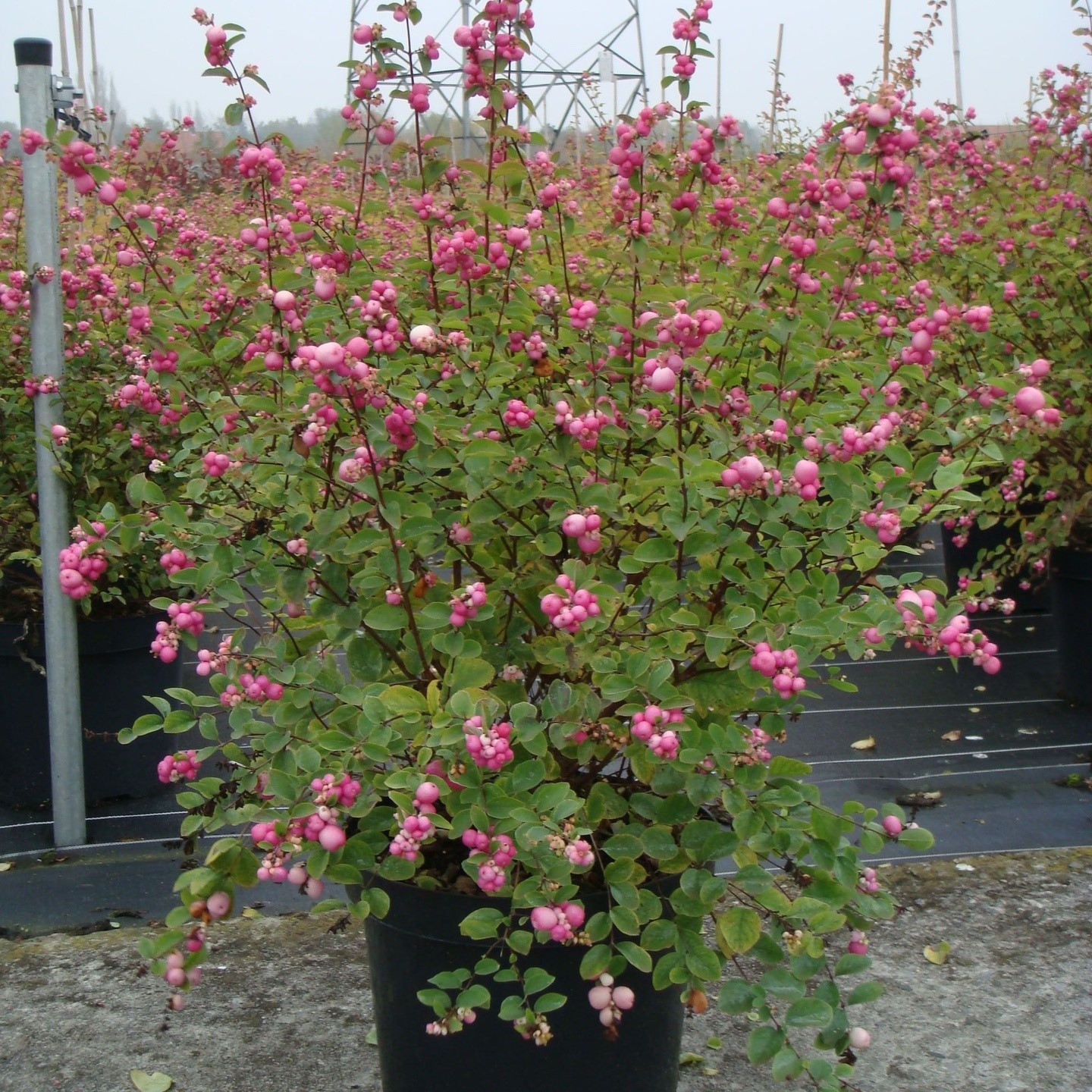 Symphoricarpos