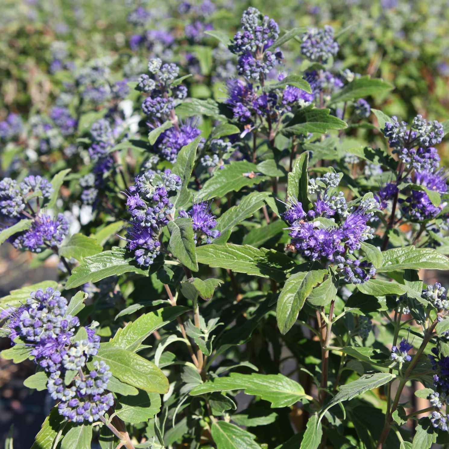 Caryopteris