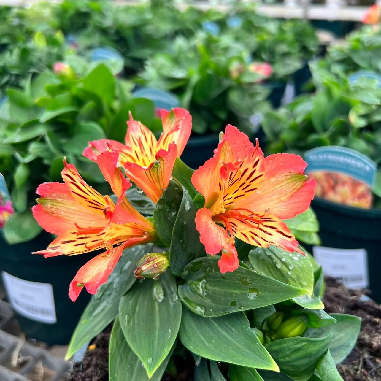 Alstroemeria