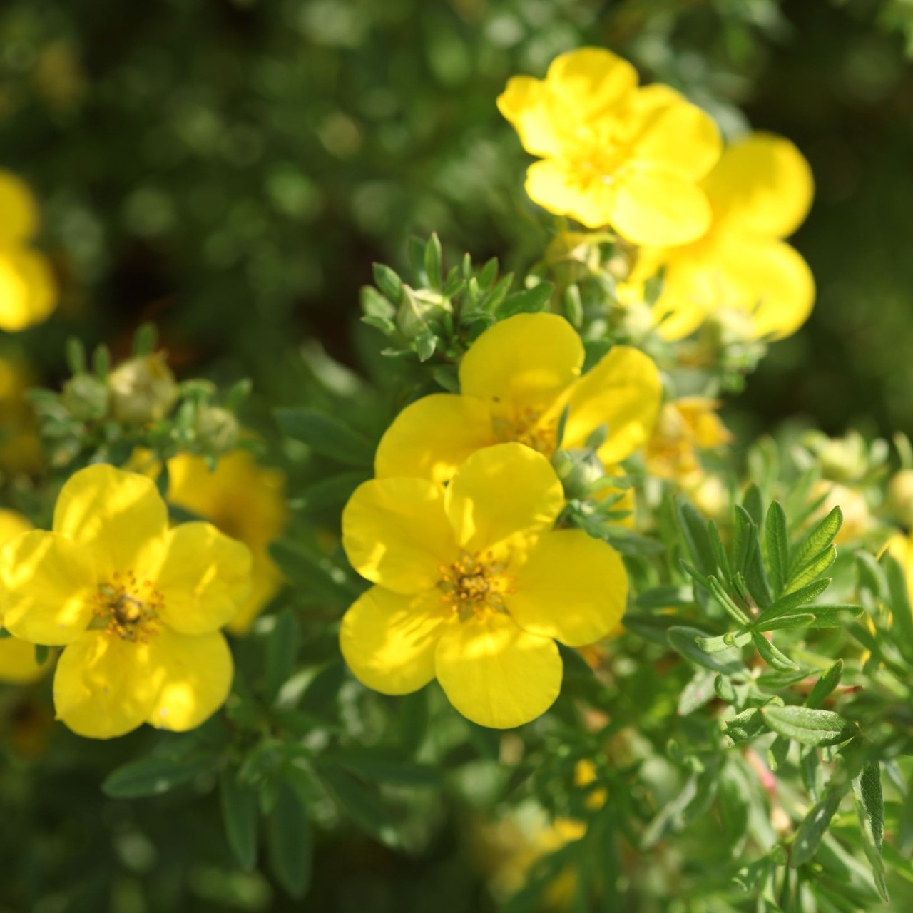 Potentilla