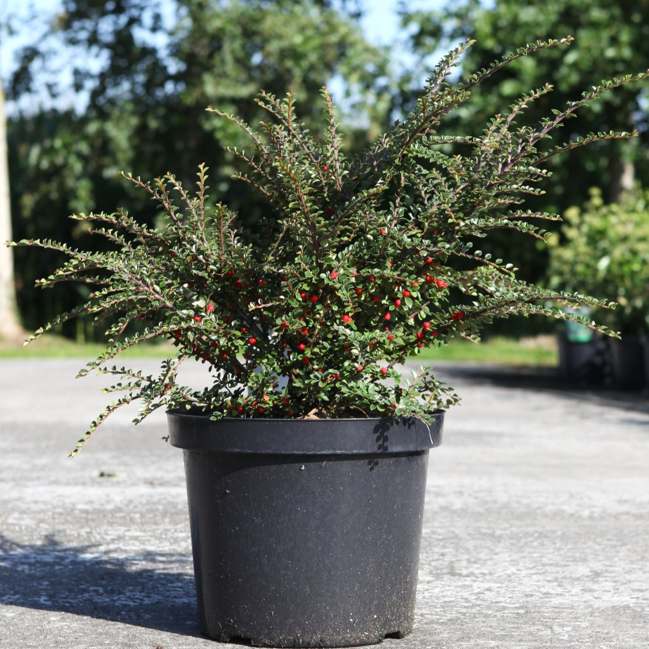 Cotoneaster Plants