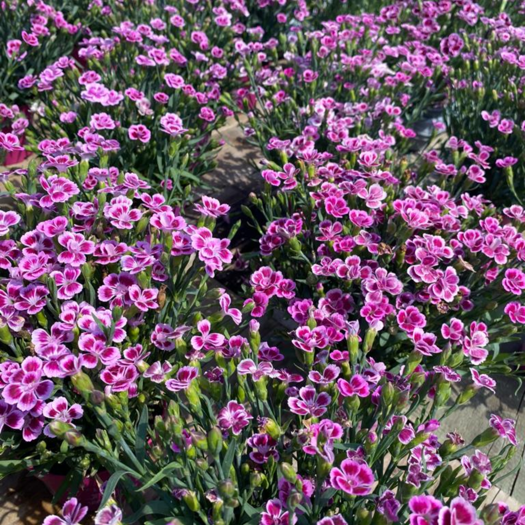 Dianthus