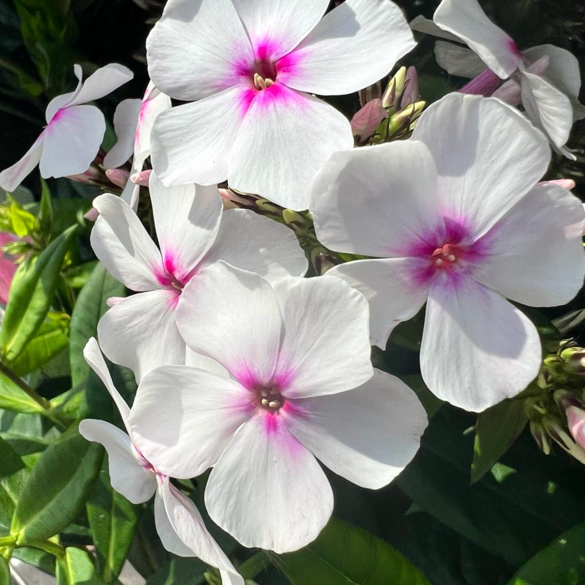 Phlox