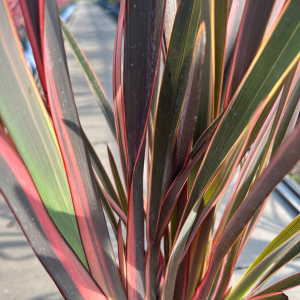 Phormium