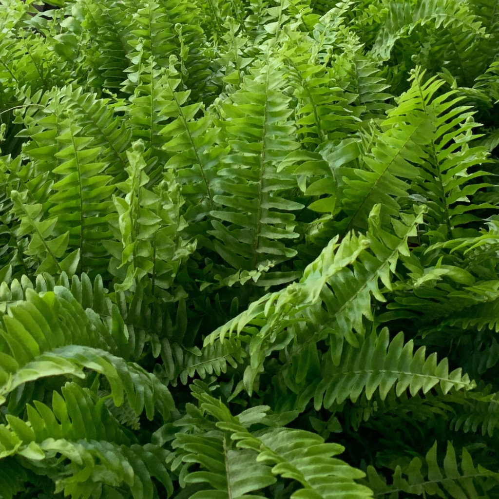 Ferns