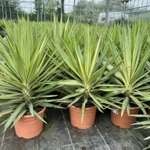 Yucca