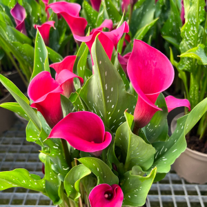 Calla Lily - Zantedeschia