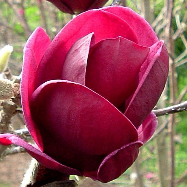 Magnolia