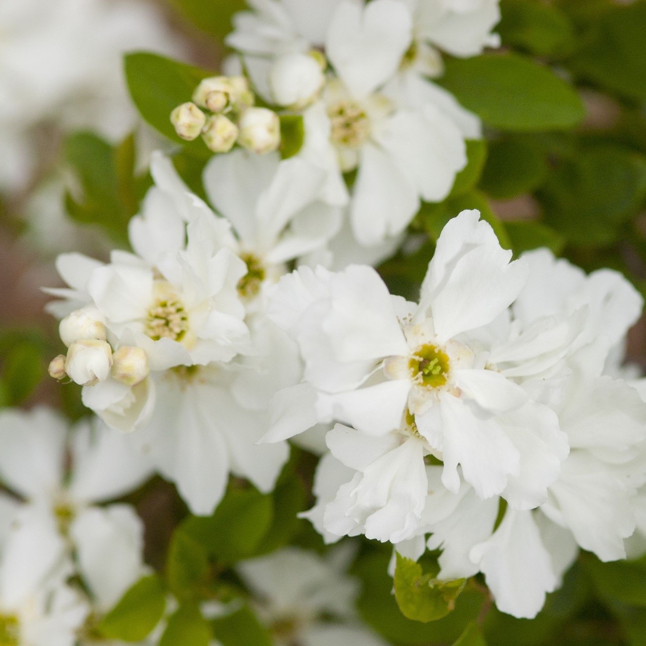 Exochorda