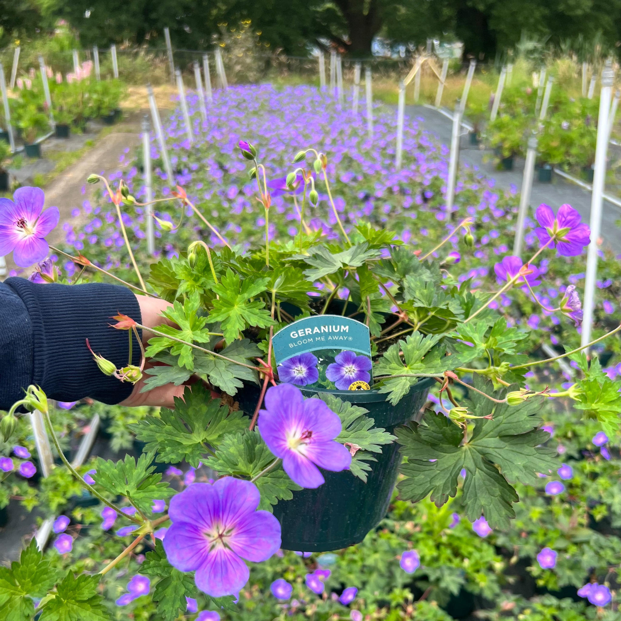 Geraniums