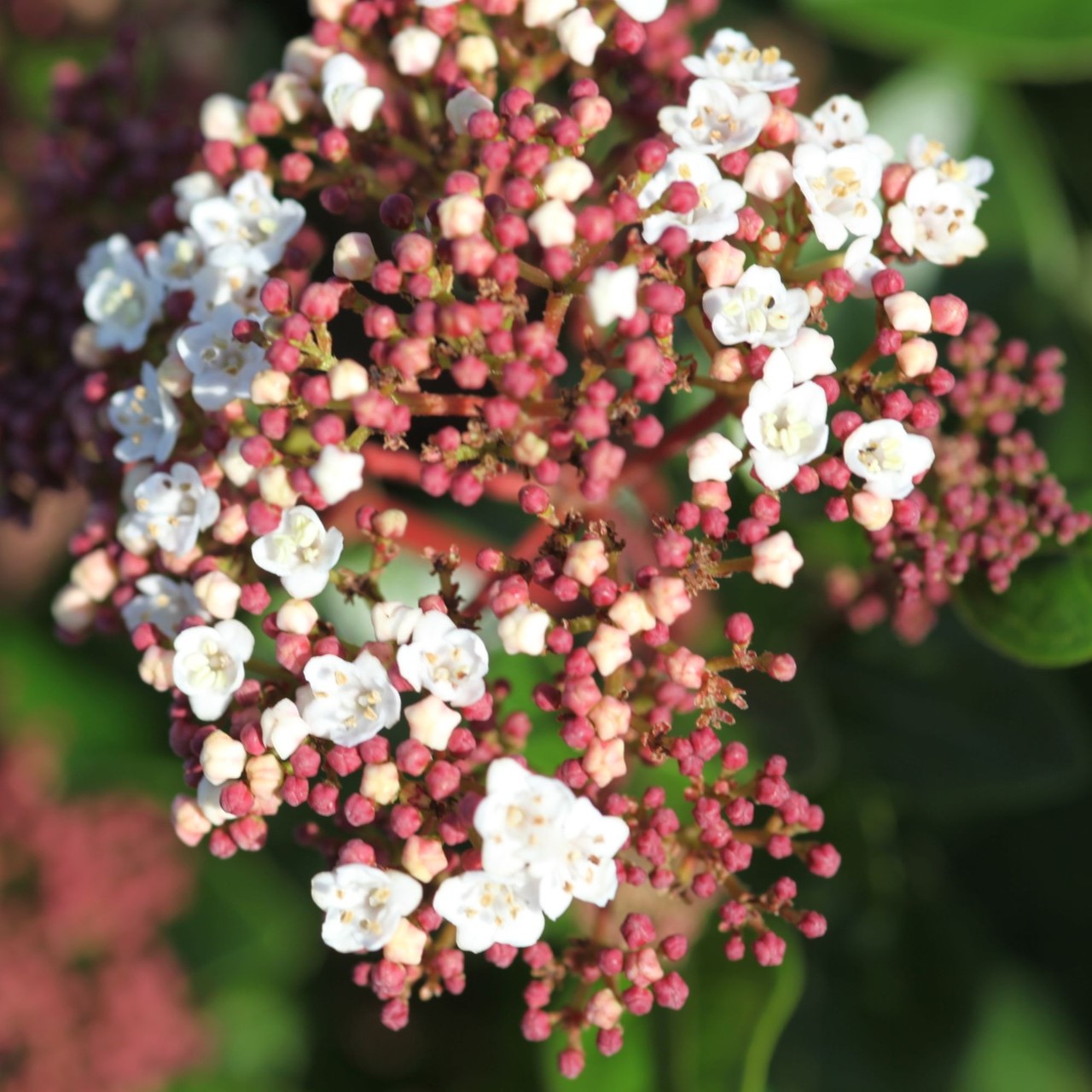 Viburnum