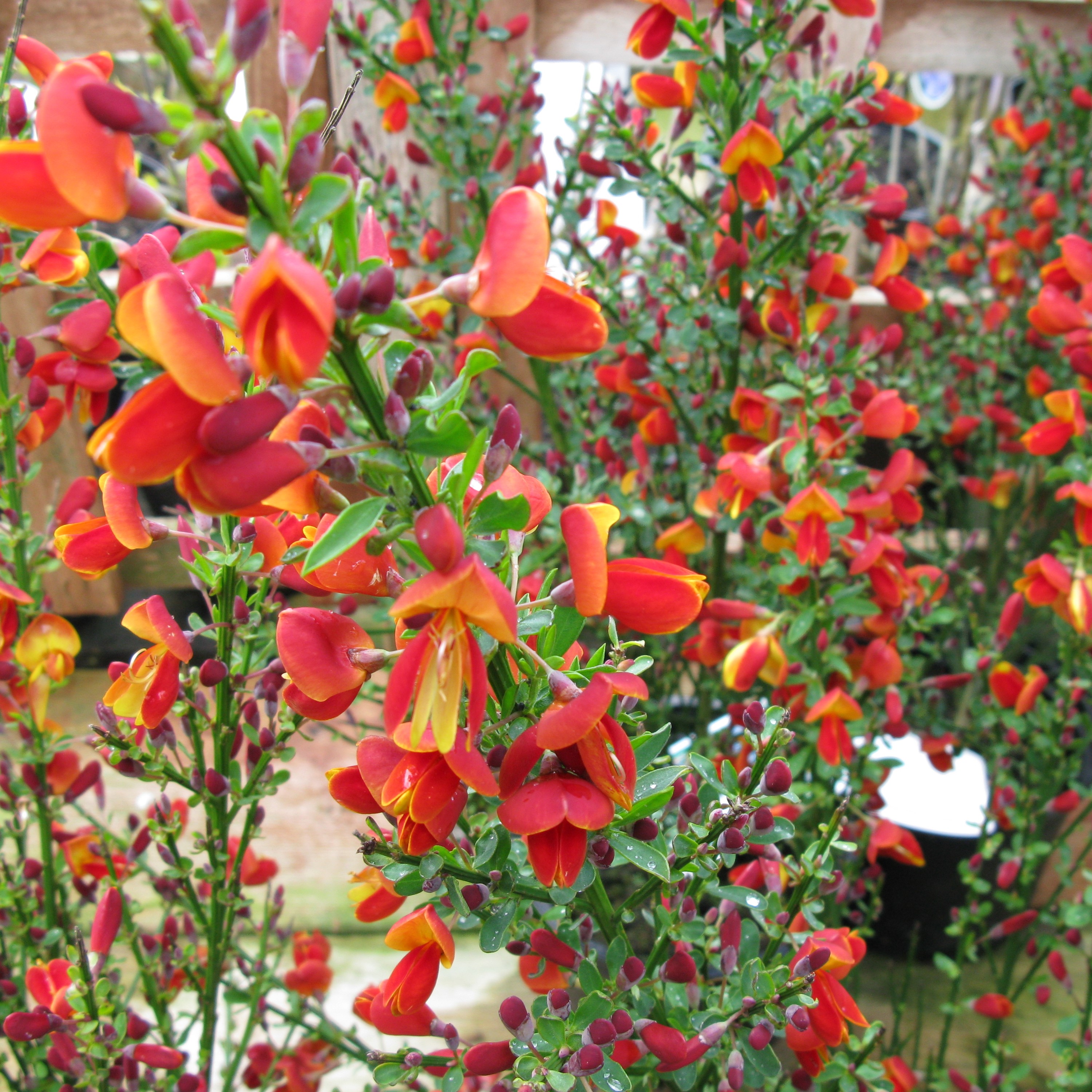 Cytisus