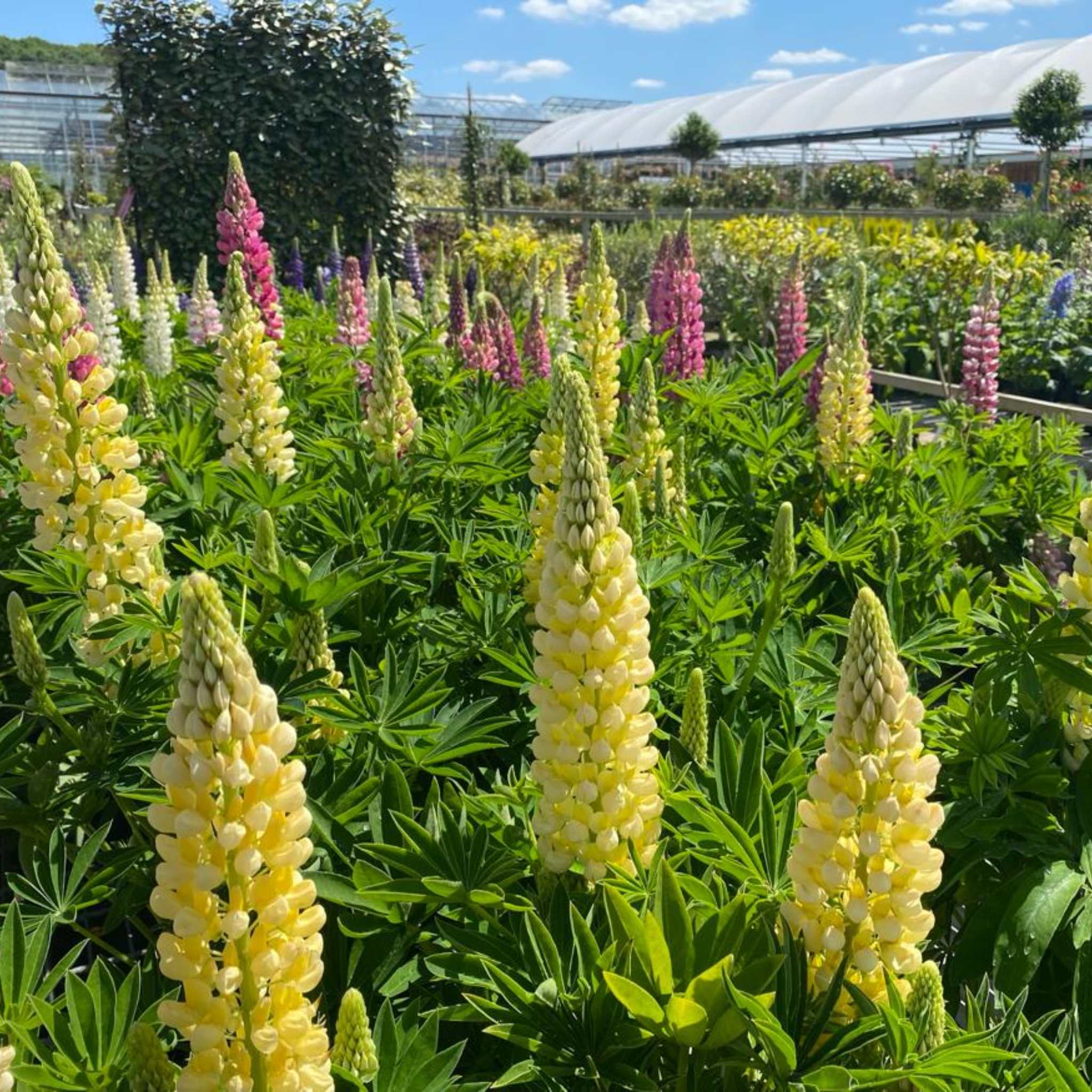 Lupins