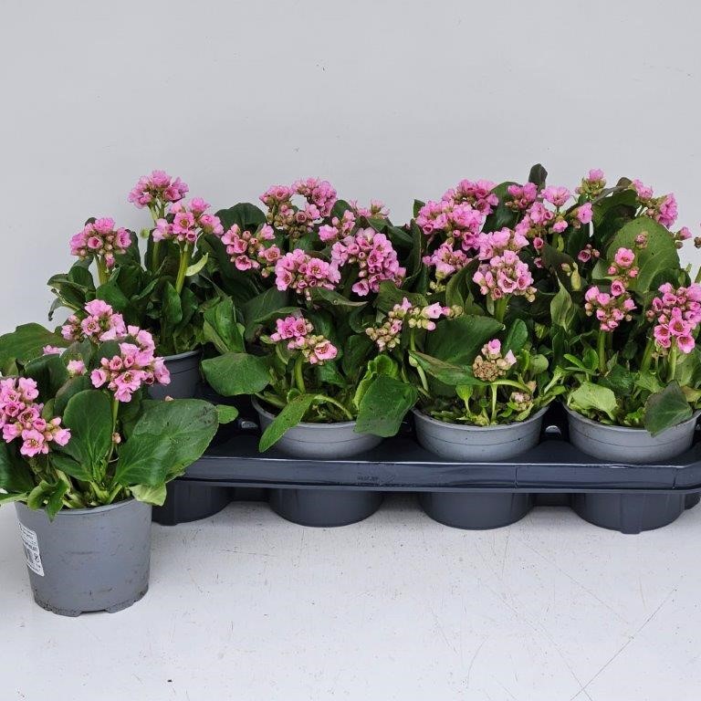 Bergenia