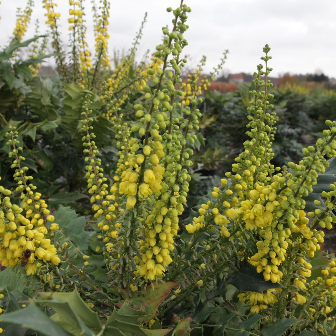 Mahonia