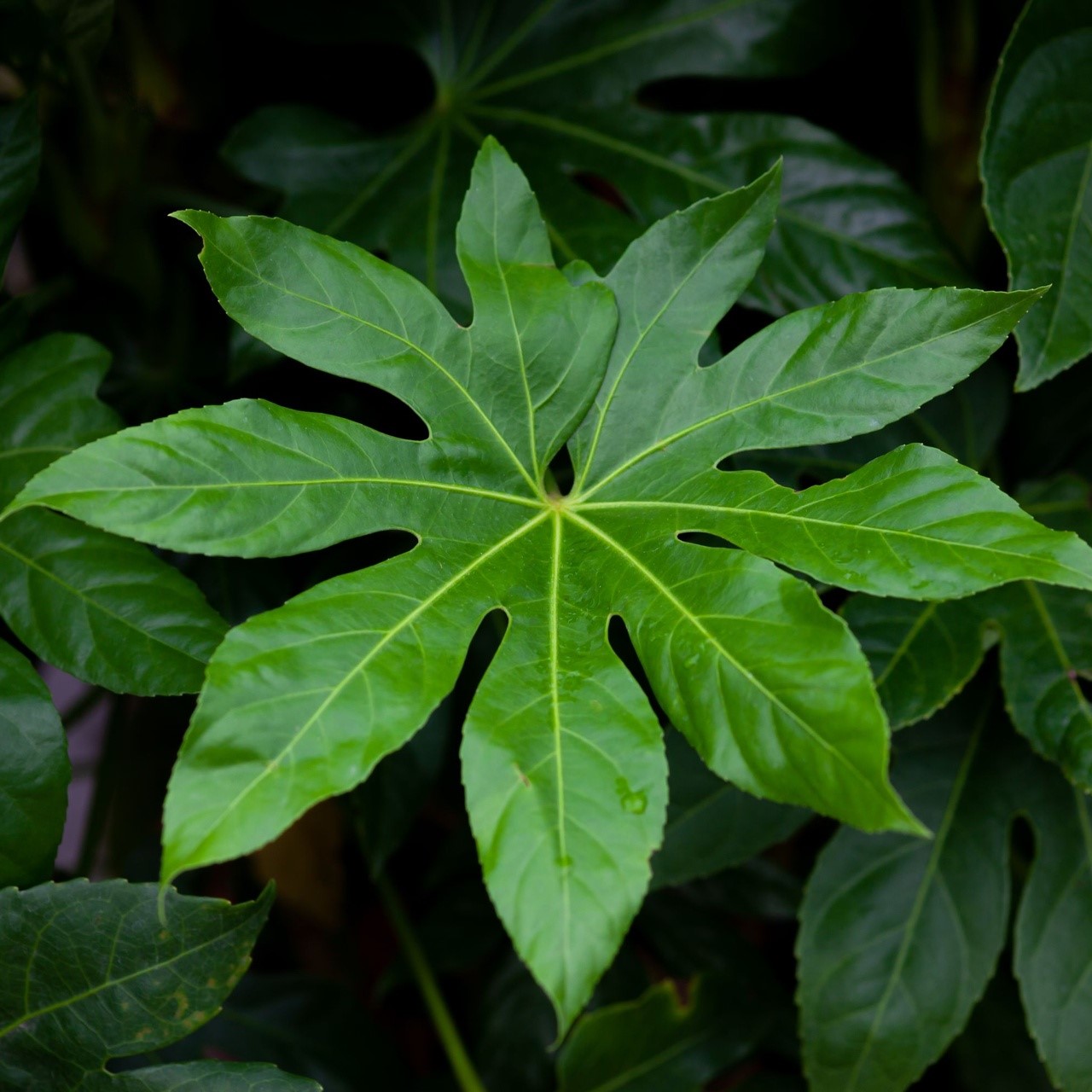 Fatsia