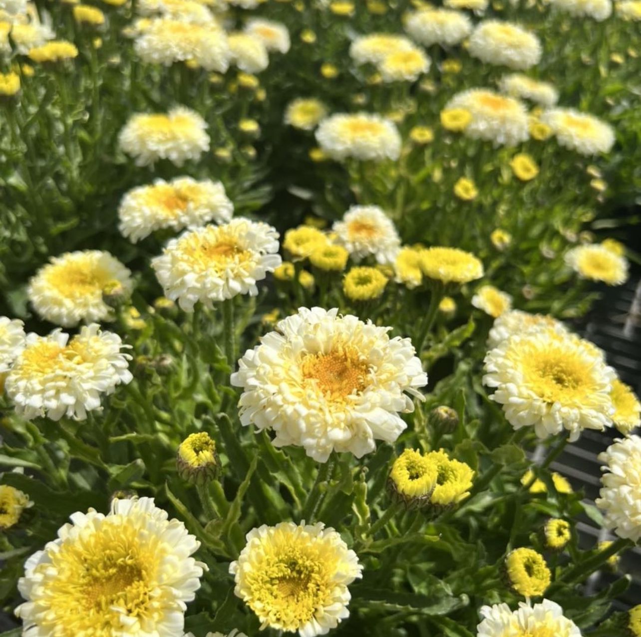 Leucanthemum