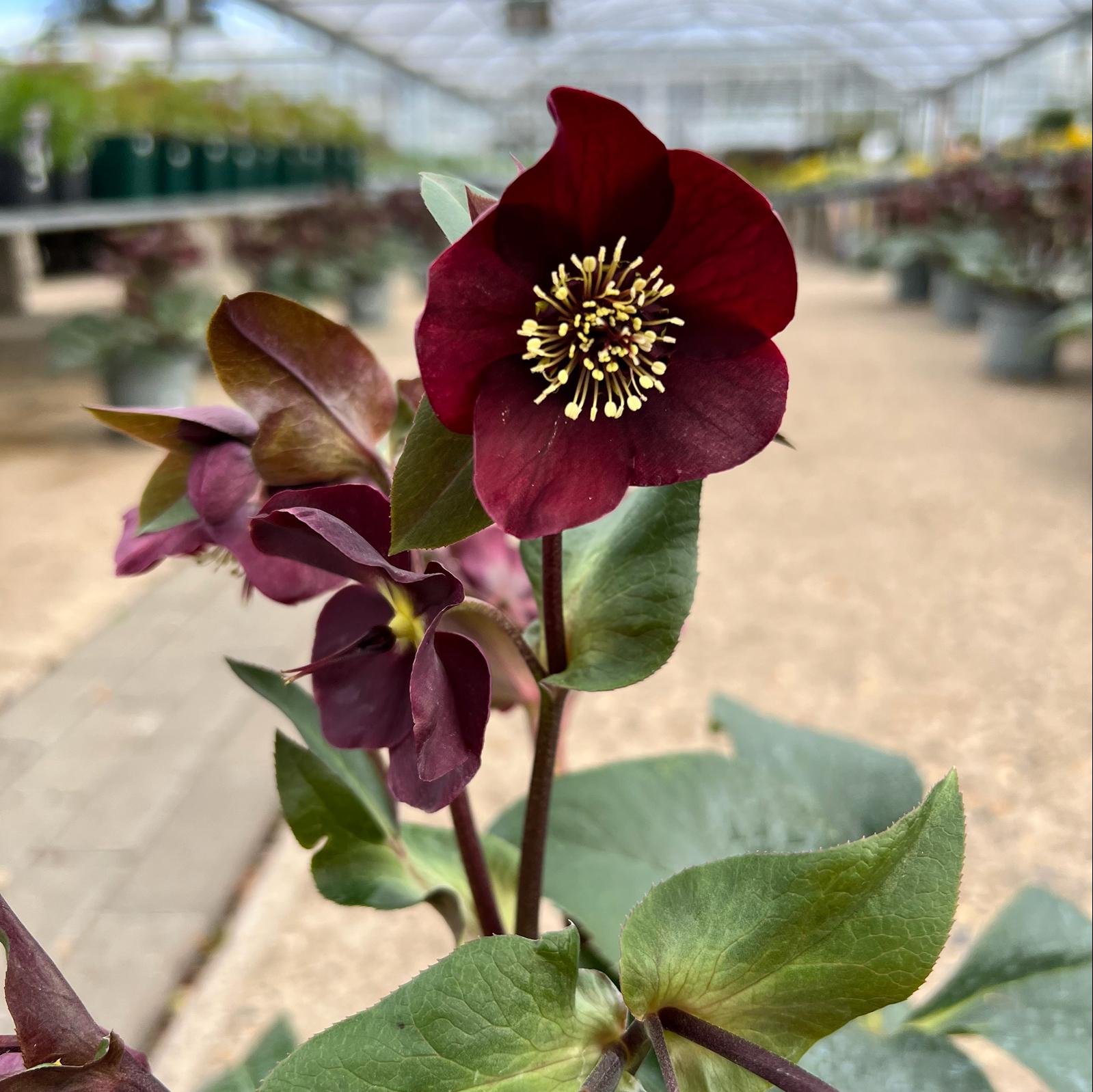 Hellebores