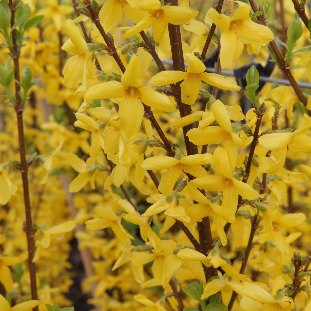 Forsythia