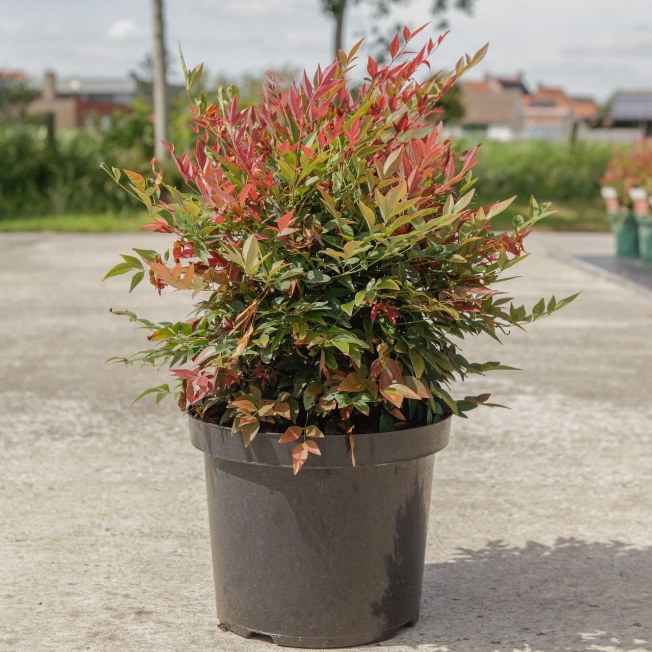 Nandina