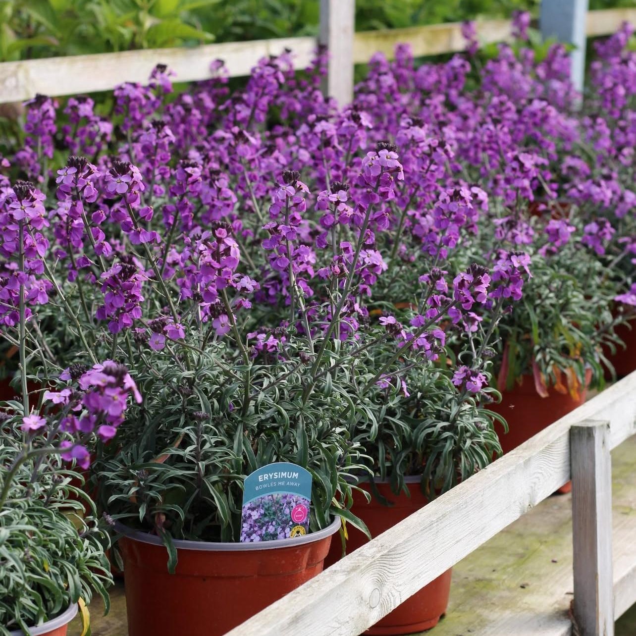 Erysimum