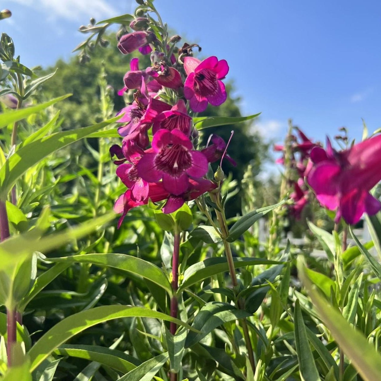 Penstemon