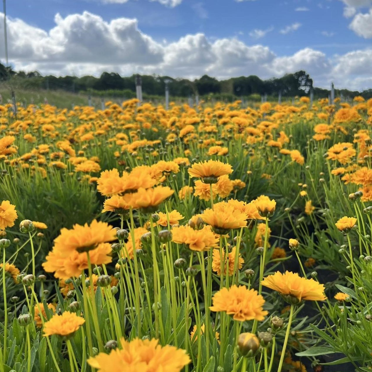 Coreopsis