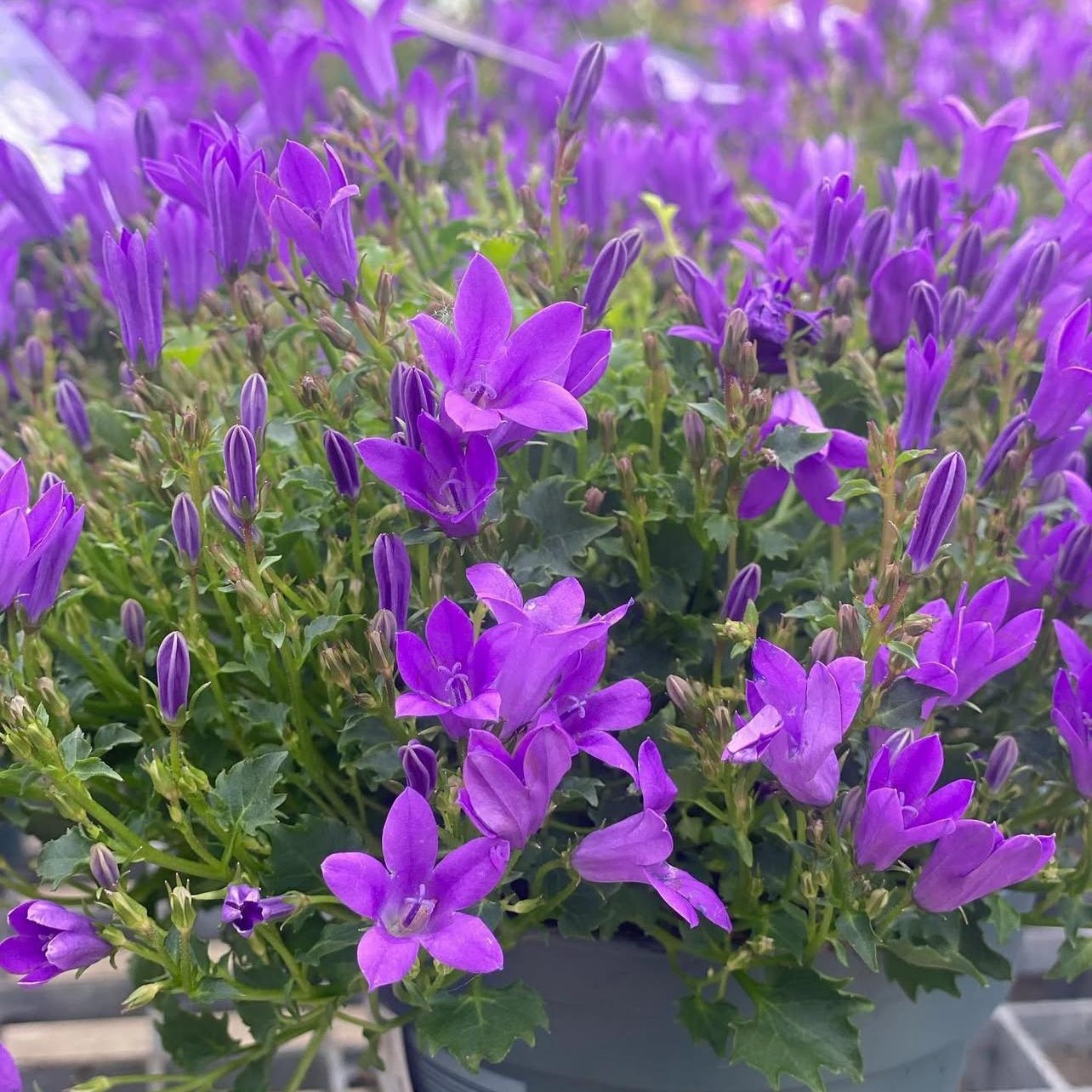 Campanula