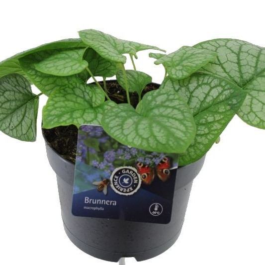 Brunnera