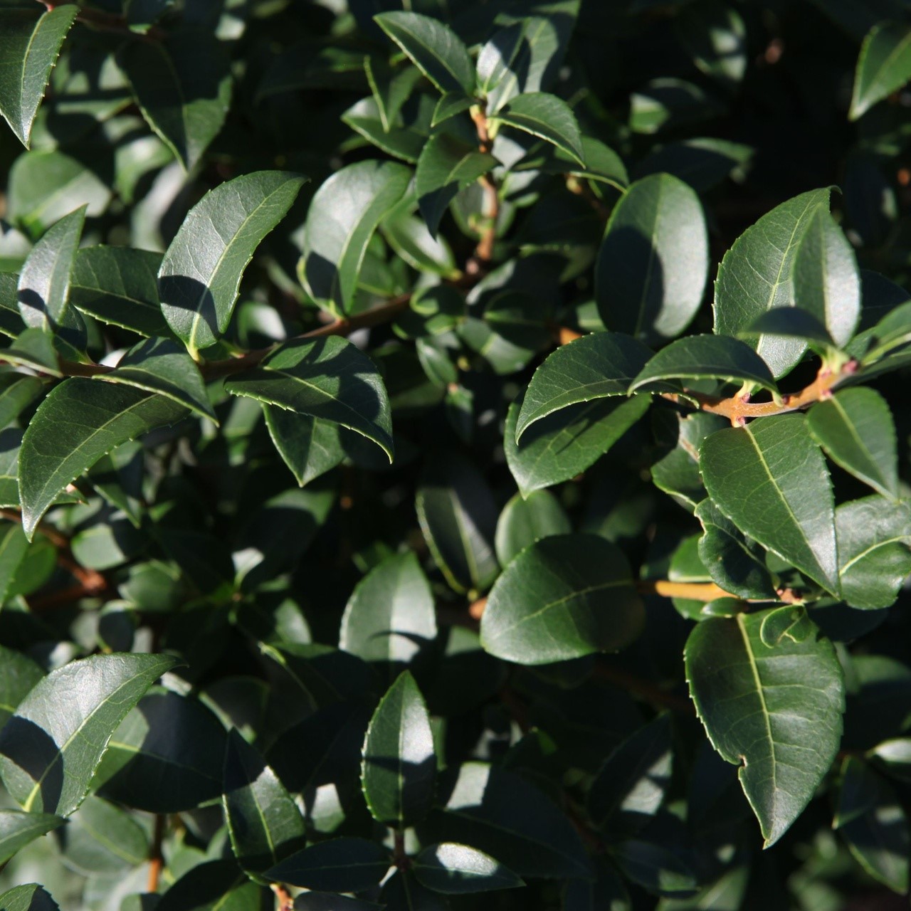 Osmanthus