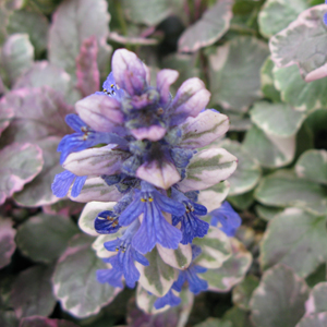 Ajuga