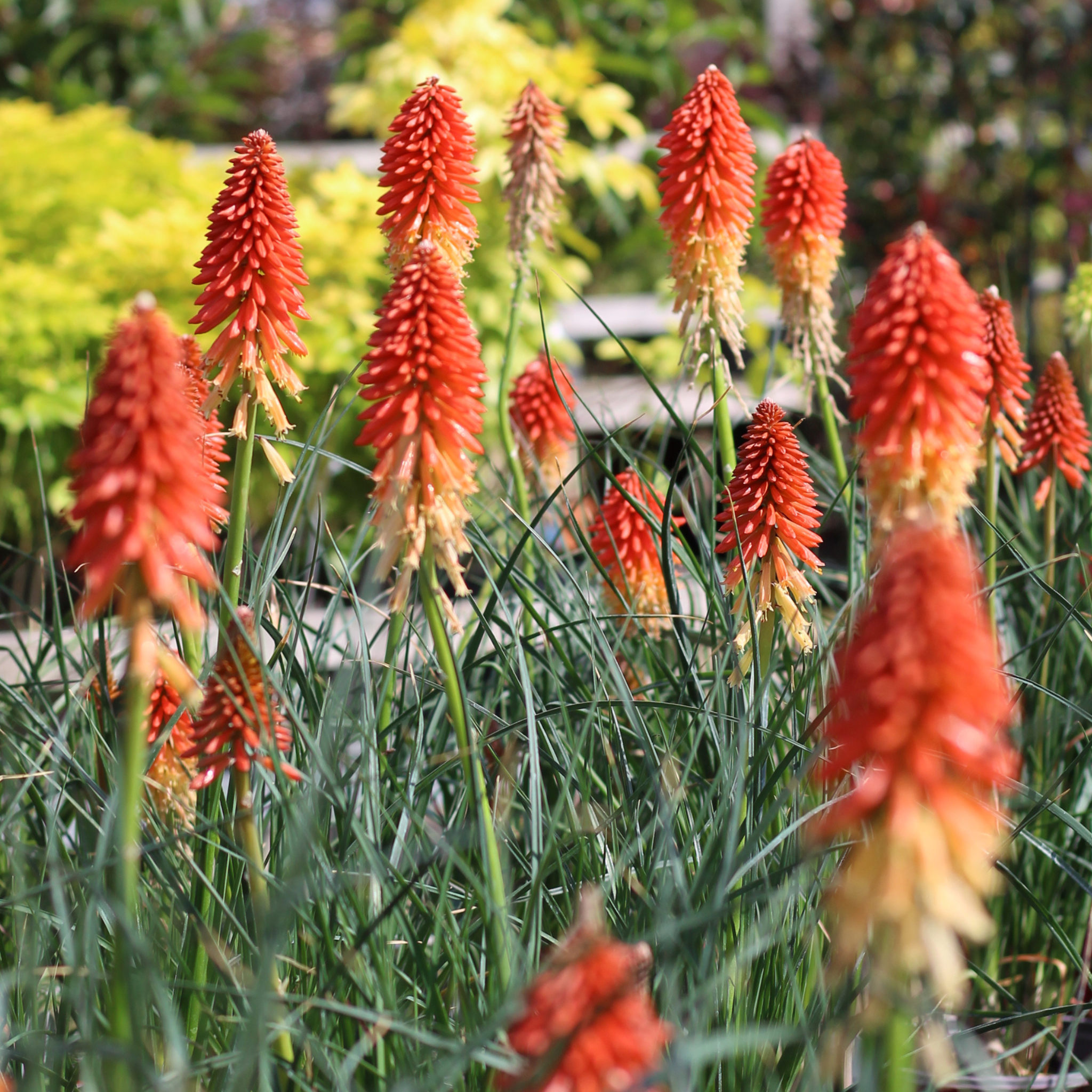 Kniphofia