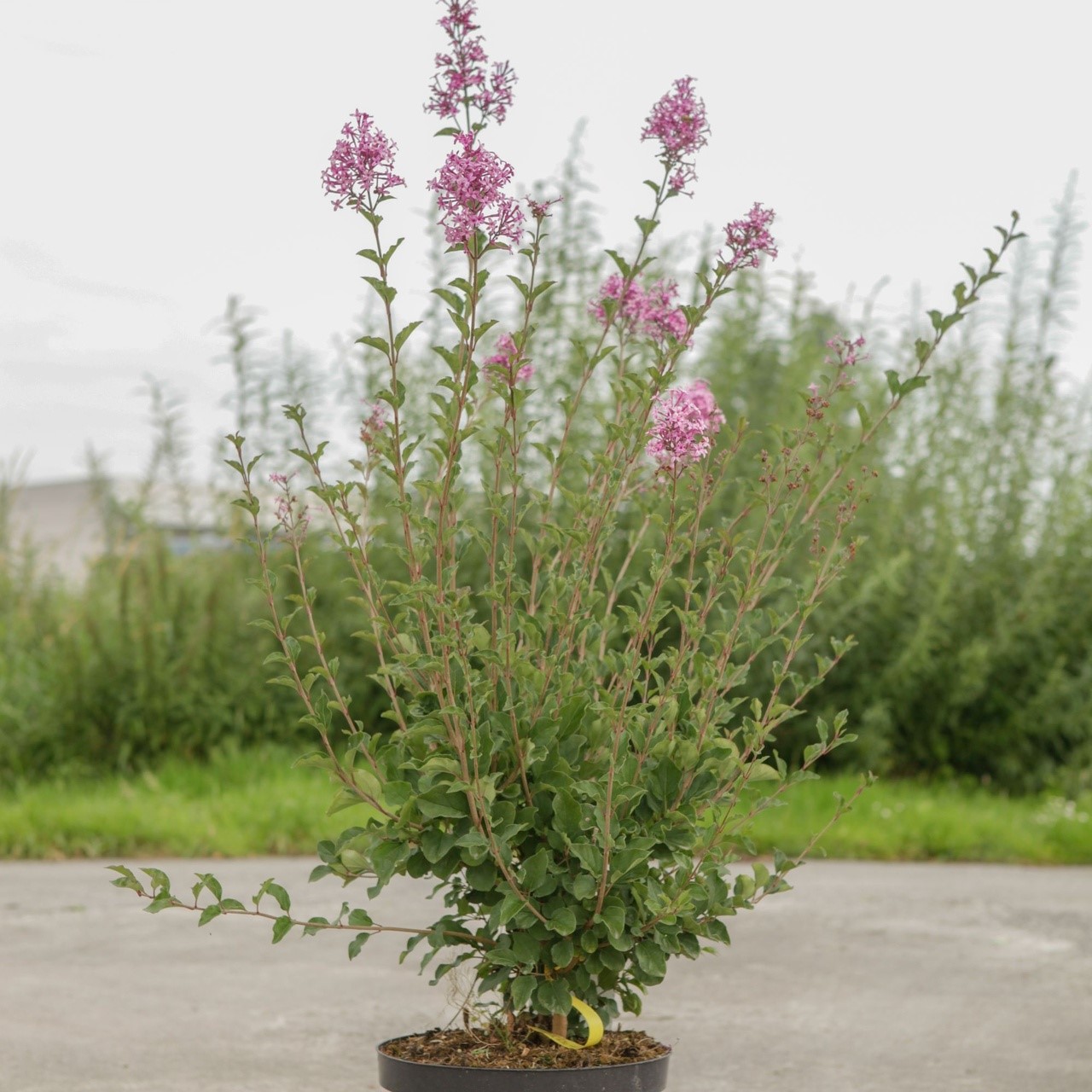 Syringa (Lilac)