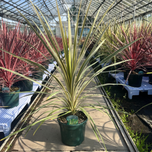 Cordyline