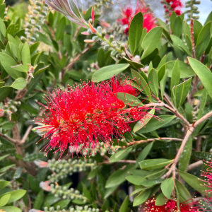 Callistemon